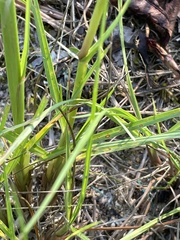 Paspalum notatum