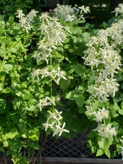 Clematis terniflora
