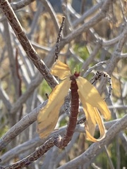 Euphorbia dendroides