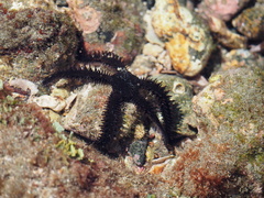 Ophiocoma aethiops