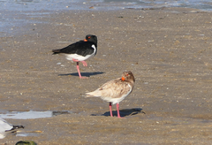 Haematopus longirostris