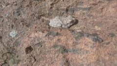 Hyla arenicolor