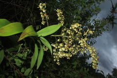Epidendrum muricatoides