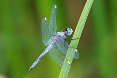 Libellula comanche