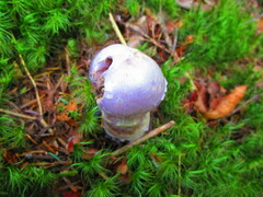 Cortinarius traganus