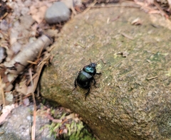 Geotrupes balyi