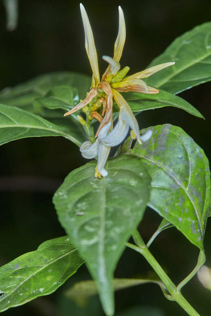 Pachystachys azaleiflora