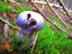 Cortinarius traganus