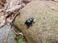 Geotrupes balyi