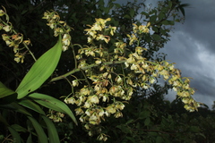 Epidendrum muricatoides