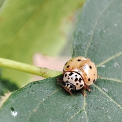 Harmonia quadripunctata