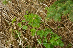 Betula occidentalis