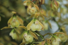 Epidendrum muricatoides