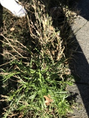 Dittrichia graveolens