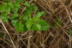 Betula occidentalis