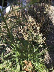 Dittrichia graveolens