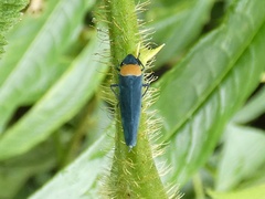 Image of Barbinolla costaricensis