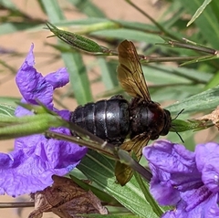 Xylocopa sonorina