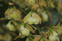 Epidendrum muricatoides