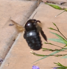 Xylocopa sonorina