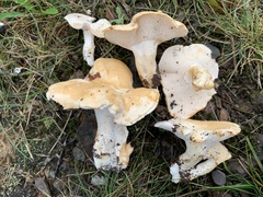 Hydnum alboaurantiacum