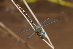Erpetogomphus lampropeltis