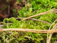 Amblystegium serpens