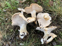 Hydnum alboaurantiacum