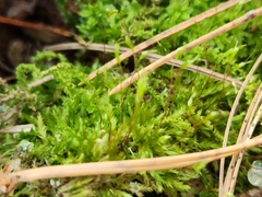 Amblystegium serpens