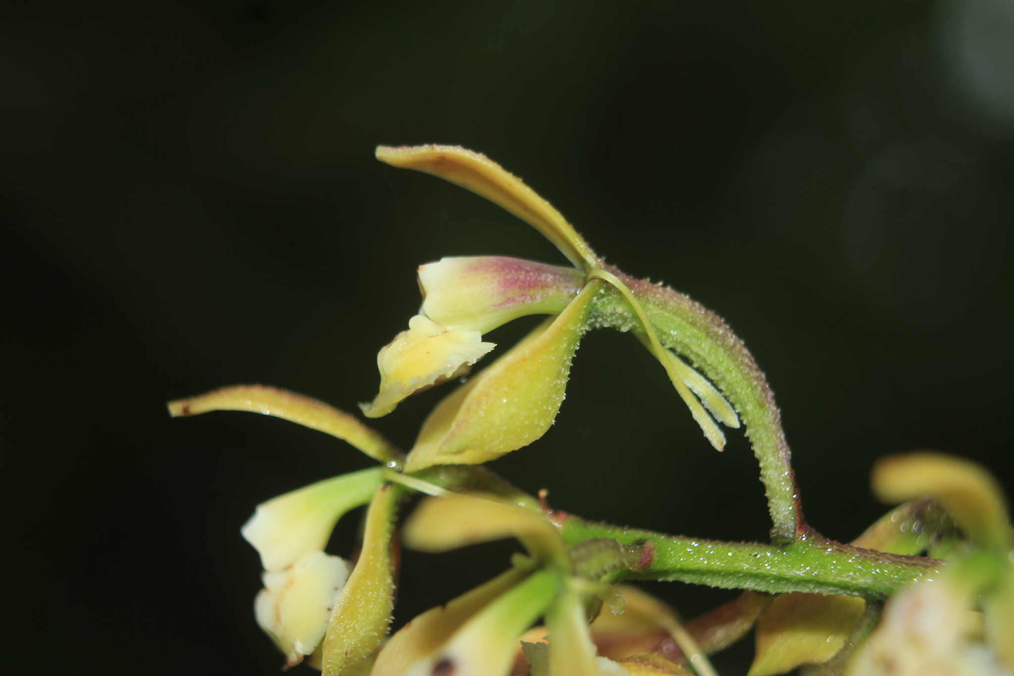Epidendrum muricatoides Hágsater & Dodson 2