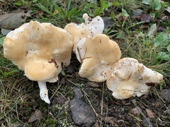 Hydnum alboaurantiacum