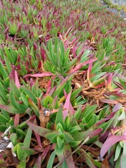 Carpobrotus chilensis