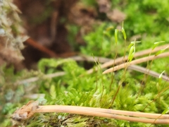 Amblystegium serpens