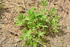 Potentilla