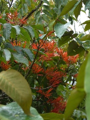 Loranthaceae
