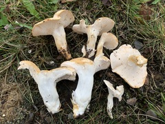 Hydnum alboaurantiacum