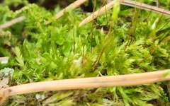 Amblystegium serpens