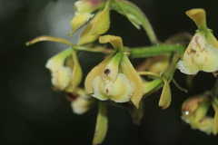 Epidendrum muricatoides
