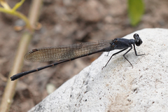 Argia lugens