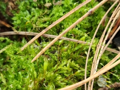 Amblystegium serpens