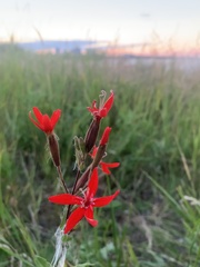 Silene regia
