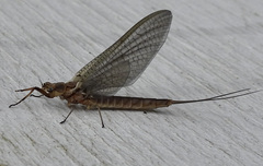 Hexagenia bilineata