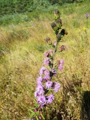 Liatris novae-angliae