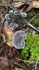 Phellodon niger