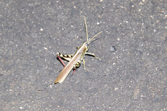 Schistocerca albolineata