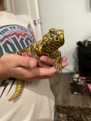 Uromastyx geyri