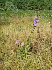 Liatris novae-angliae