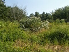 Boltonia asteroides