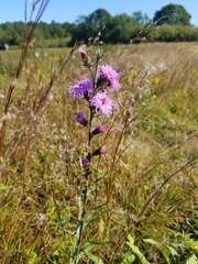Liatris novae-angliae