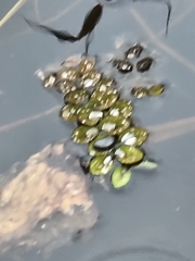 Salvinia molesta